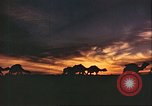 Image of Camel caravan silhouetted against the sky at dawn Afghanistan, 1960, second 38 stock footage video 65675066733