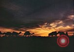 Image of Camel caravan silhouetted against the sky at dawn Afghanistan, 1960, second 41 stock footage video 65675066733