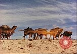 Image of Camel caravan silhouetted against the sky at dawn Afghanistan, 1960, second 42 stock footage video 65675066733