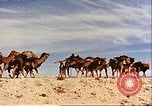 Image of Camel caravan silhouetted against the sky at dawn Afghanistan, 1960, second 43 stock footage video 65675066733