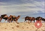 Image of Camel caravan silhouetted against the sky at dawn Afghanistan, 1960, second 44 stock footage video 65675066733