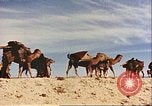 Image of Camel caravan silhouetted against the sky at dawn Afghanistan, 1960, second 47 stock footage video 65675066733