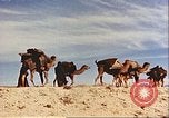 Image of Camel caravan silhouetted against the sky at dawn Afghanistan, 1960, second 48 stock footage video 65675066733