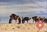 Image of Camel caravan silhouetted against the sky at dawn Afghanistan, 1960, second 49 stock footage video 65675066733