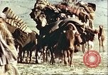 Image Avec des troupeaux nomades afghans Afghanistan, 1960, de la seconde 11 séquences d'archives historiques vidéo 65675066734