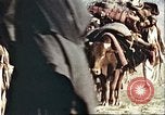 Image Avec des troupeaux nomades afghans Afghanistan, 1960, de la seconde 13 séquences d'archives historiques vidéo 65675066734
