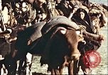 Image Avec des troupeaux nomades afghans Afghanistan, 1960, de la seconde 19 séquences d'archives historiques vidéo 65675066734