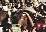 Image Avec des troupeaux nomades afghans Afghanistan, 1960, de la seconde 20 séquences d'archives historiques vidéo 65675066734