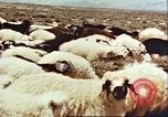 Image Avec des troupeaux nomades afghans Afghanistan, 1960, de la seconde 32 séquences d'archives historiques vidéo 65675066734