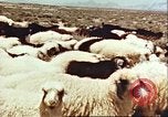 Image Avec des troupeaux nomades afghans Afghanistan, 1960, de la seconde 33 séquences d'archives historiques vidéo 65675066734