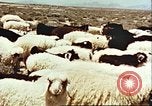 Image Avec des troupeaux nomades afghans Afghanistan, 1960, de la seconde 34 séquences d'archives historiques vidéo 65675066734