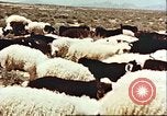Image Avec des troupeaux nomades afghans Afghanistan, 1960, de la seconde 35 séquences d'archives historiques vidéo 65675066734