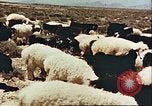 Image Avec des troupeaux nomades afghans Afghanistan, 1960, de la seconde 36 séquences d'archives historiques vidéo 65675066734