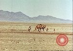 Image Avec des troupeaux nomades afghans Afghanistan, 1960, de la seconde 40 séquences d'archives historiques vidéo 65675066734