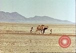 Image Avec des troupeaux nomades afghans Afghanistan, 1960, de la seconde 41 séquences d'archives historiques vidéo 65675066734