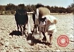 Image Avec des troupeaux nomades afghans Afghanistan, 1960, de la seconde 58 séquences d'archives historiques vidéo 65675066734