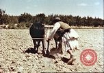 Image Avec des troupeaux nomades afghans Afghanistan, 1960, de la seconde 59 séquences d'archives historiques vidéo 65675066734