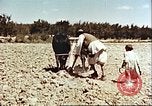 Image Avec des troupeaux nomades afghans Afghanistan, 1960, de la seconde 61 séquences d'archives historiques vidéo 65675066734