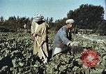 Image La modernisation de l'Afghanistan Afghanistan, 1960, de la seconde 17 séquences d'archives historiques vidéo 65675066736
