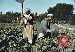 Image La modernisation de l'Afghanistan Afghanistan, 1960, de la seconde 18 séquences d'archives historiques vidéo 65675066736