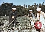 Image L'agriculture traditionnelle en Afghanistan Afghanistan, 1960, de la seconde 8 séquences d'archives historiques vidéo 65675066738