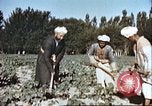Image L'agriculture traditionnelle en Afghanistan Afghanistan, 1960, de la seconde 9 séquences d'archives historiques vidéo 65675066738