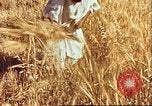 Image L'agriculture traditionnelle en Afghanistan Afghanistan, 1960, de la seconde 29 séquences d'archives historiques vidéo 65675066738