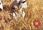 Image L'agriculture traditionnelle en Afghanistan Afghanistan, 1960, de la seconde 30 séquences d'archives historiques vidéo 65675066738