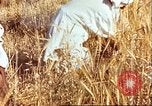 Image L'agriculture traditionnelle en Afghanistan Afghanistan, 1960, de la seconde 31 séquences d'archives historiques vidéo 65675066738