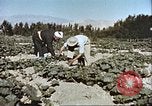 Image L'agriculture traditionnelle en Afghanistan Afghanistan, 1960, de la seconde 39 séquences d'archives historiques vidéo 65675066738