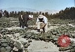 Image L'agriculture traditionnelle en Afghanistan Afghanistan, 1960, de la seconde 41 séquences d'archives historiques vidéo 65675066738