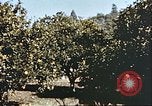 Image L'agriculture traditionnelle en Afghanistan Afghanistan, 1960, de la seconde 47 séquences d'archives historiques vidéo 65675066738