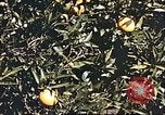 Image L'agriculture traditionnelle en Afghanistan Afghanistan, 1960, de la seconde 48 séquences d'archives historiques vidéo 65675066738