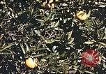 Image L'agriculture traditionnelle en Afghanistan Afghanistan, 1960, de la seconde 49 séquences d'archives historiques vidéo 65675066738