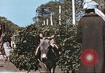 Image L'agriculture traditionnelle en Afghanistan Afghanistan, 1960, de la seconde 52 séquences d'archives historiques vidéo 65675066738
