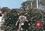 Image L'agriculture traditionnelle en Afghanistan Afghanistan, 1960, de la seconde 54 séquences d'archives historiques vidéo 65675066738