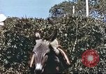 Image L'agriculture traditionnelle en Afghanistan Afghanistan, 1960, de la seconde 55 séquences d'archives historiques vidéo 65675066738