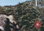 Image L'agriculture traditionnelle en Afghanistan Afghanistan, 1960, de la seconde 56 séquences d'archives historiques vidéo 65675066738