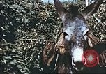 Image L'agriculture traditionnelle en Afghanistan Afghanistan, 1960, de la seconde 58 séquences d'archives historiques vidéo 65675066738