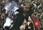 Image L'agriculture traditionnelle en Afghanistan Afghanistan, 1960, de la seconde 59 séquences d'archives historiques vidéo 65675066738