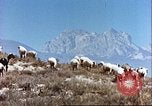 Image L'industrie ovine canadienne en Afghanistan Afghanistan, 1960, de la seconde 5 séquences d'archives historiques vidéo 65675066739