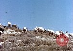 Image L'industrie ovine canadienne en Afghanistan Afghanistan, 1960, de la seconde 6 séquences d'archives historiques vidéo 65675066739