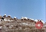 Image L'industrie ovine canadienne en Afghanistan Afghanistan, 1960, de la seconde 7 séquences d'archives historiques vidéo 65675066739