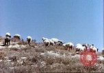 Image L'industrie ovine canadienne en Afghanistan Afghanistan, 1960, de la seconde 8 séquences d'archives historiques vidéo 65675066739