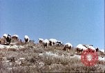 Image L'industrie ovine canadienne en Afghanistan Afghanistan, 1960, de la seconde 9 séquences d'archives historiques vidéo 65675066739