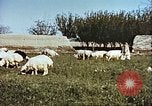 Image L'industrie ovine canadienne en Afghanistan Afghanistan, 1960, de la seconde 10 séquences d'archives historiques vidéo 65675066739