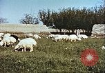 Image L'industrie ovine canadienne en Afghanistan Afghanistan, 1960, de la seconde 11 séquences d'archives historiques vidéo 65675066739
