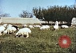 Image L'industrie ovine canadienne en Afghanistan Afghanistan, 1960, de la seconde 12 séquences d'archives historiques vidéo 65675066739