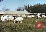 Image L'industrie ovine canadienne en Afghanistan Afghanistan, 1960, de la seconde 13 séquences d'archives historiques vidéo 65675066739