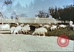 Image L'industrie ovine canadienne en Afghanistan Afghanistan, 1960, de la seconde 14 séquences d'archives historiques vidéo 65675066739
